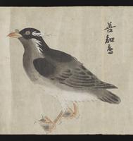 ku-speccoll:16283-20