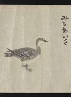 ku-speccoll:16283-22