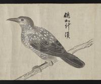 ku-speccoll:16283-23