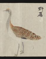 ku-speccoll:16283-25