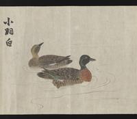 ku-speccoll:16283-26