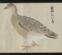 ku-speccoll:16283-27