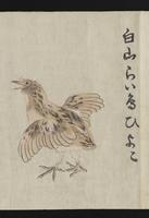 ku-speccoll:16283-29