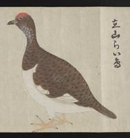 ku-speccoll:16283-30