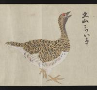 ku-speccoll:16283-31