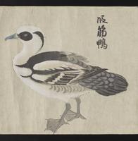 ku-speccoll:16283-33