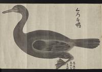 ku-speccoll:16283-34