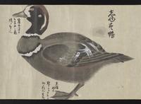 ku-speccoll:16283-35