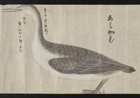 ku-speccoll:16283-36