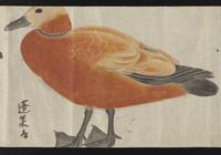 ku-speccoll:16283-37