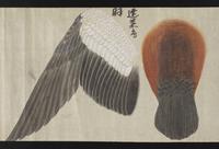 ku-speccoll:16283-39