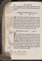 ku-speccoll:16846-94