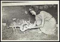 Women feeding two fawns