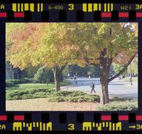 Fall colors on Jayhawk Boulevard