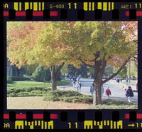 Fall colors on Jayhawk Boulevard