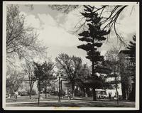 Fowler Grove