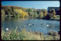 Geese on Potter Lake in the Fall